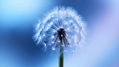 dandelion seed head with water droplets on blue background