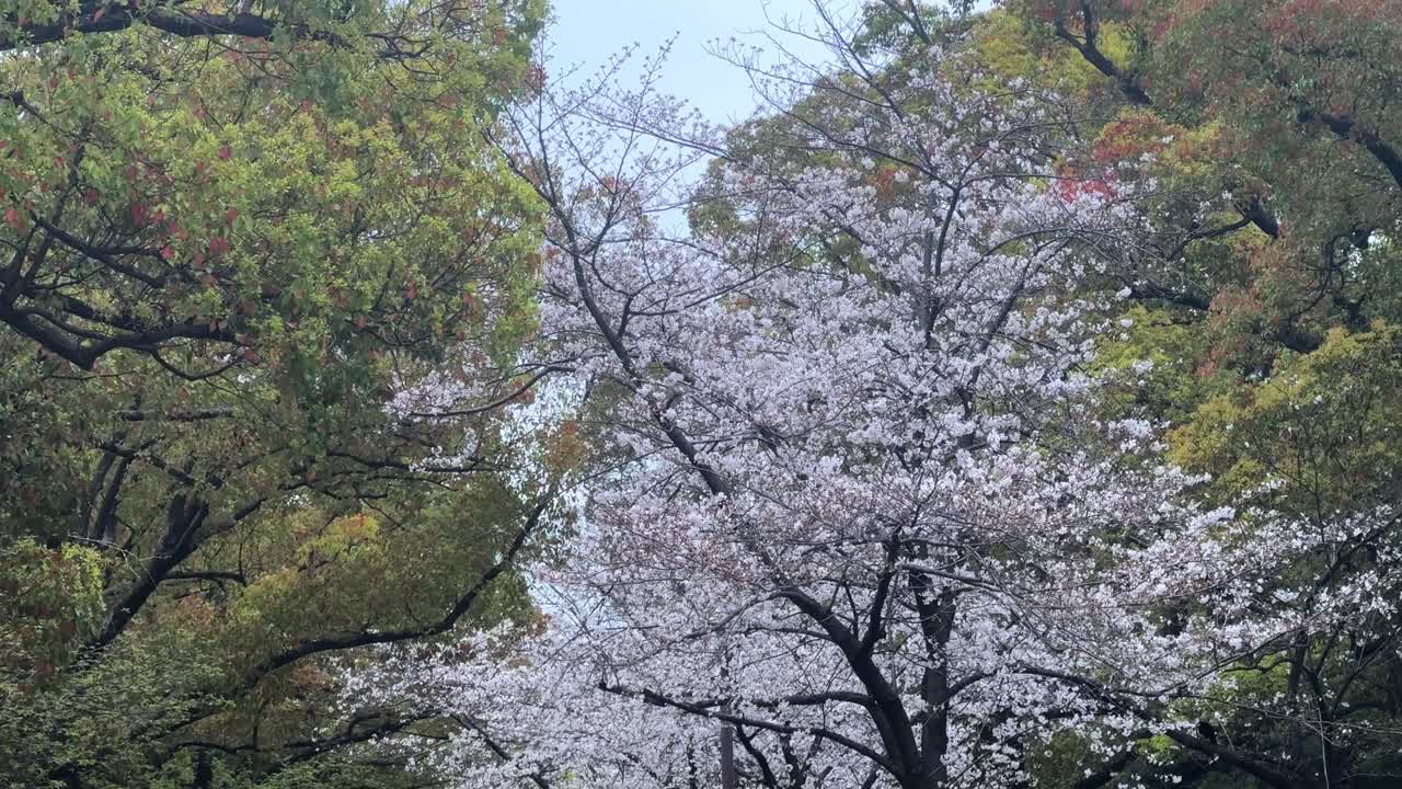 日本の都市風景桜の木桜の花スカイライン車両の通り過ぎ日本