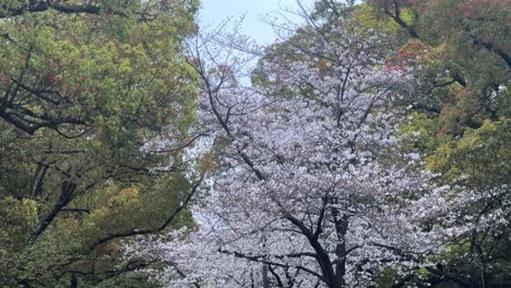 Paisaje-Urbano-Japonés-Con-árboles-De-Sakura,-Horizonte-De-Cerezos-En-Flor-Y-Vehículos-Que-Pasan,-Japón