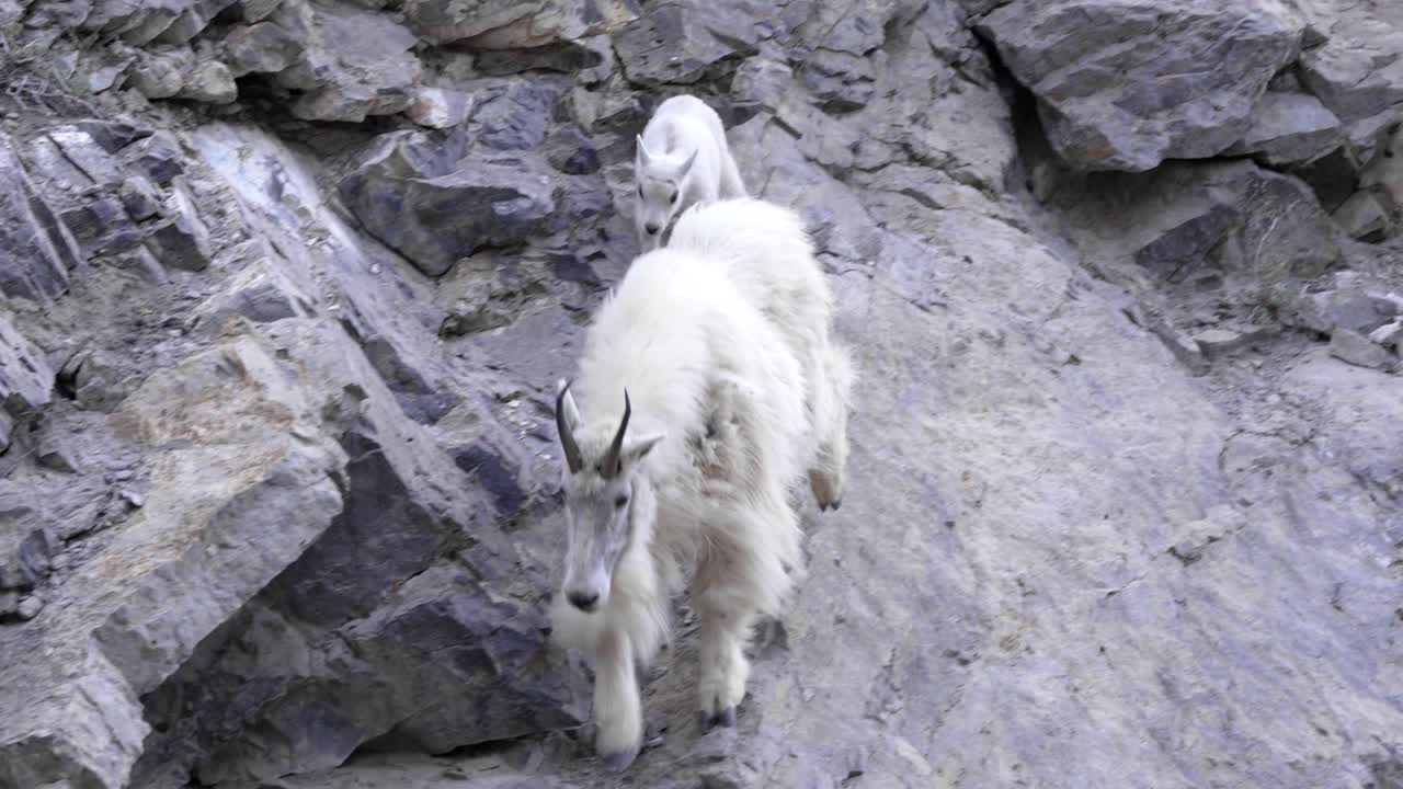 nanny and kid mountain goat in the canadian rockies: 캐나다 로키 산맥에서 산을 는 간호사와 어린 산 염소