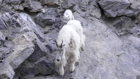 nanny and kid mountain goat in the canadian rockies walk in mountains