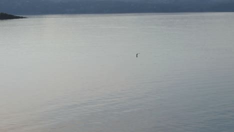 tracking shot of bird flying over lake