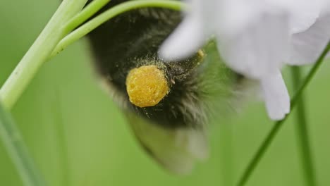 macro que muestra una canasta de polen cargada de polen en el abejorro