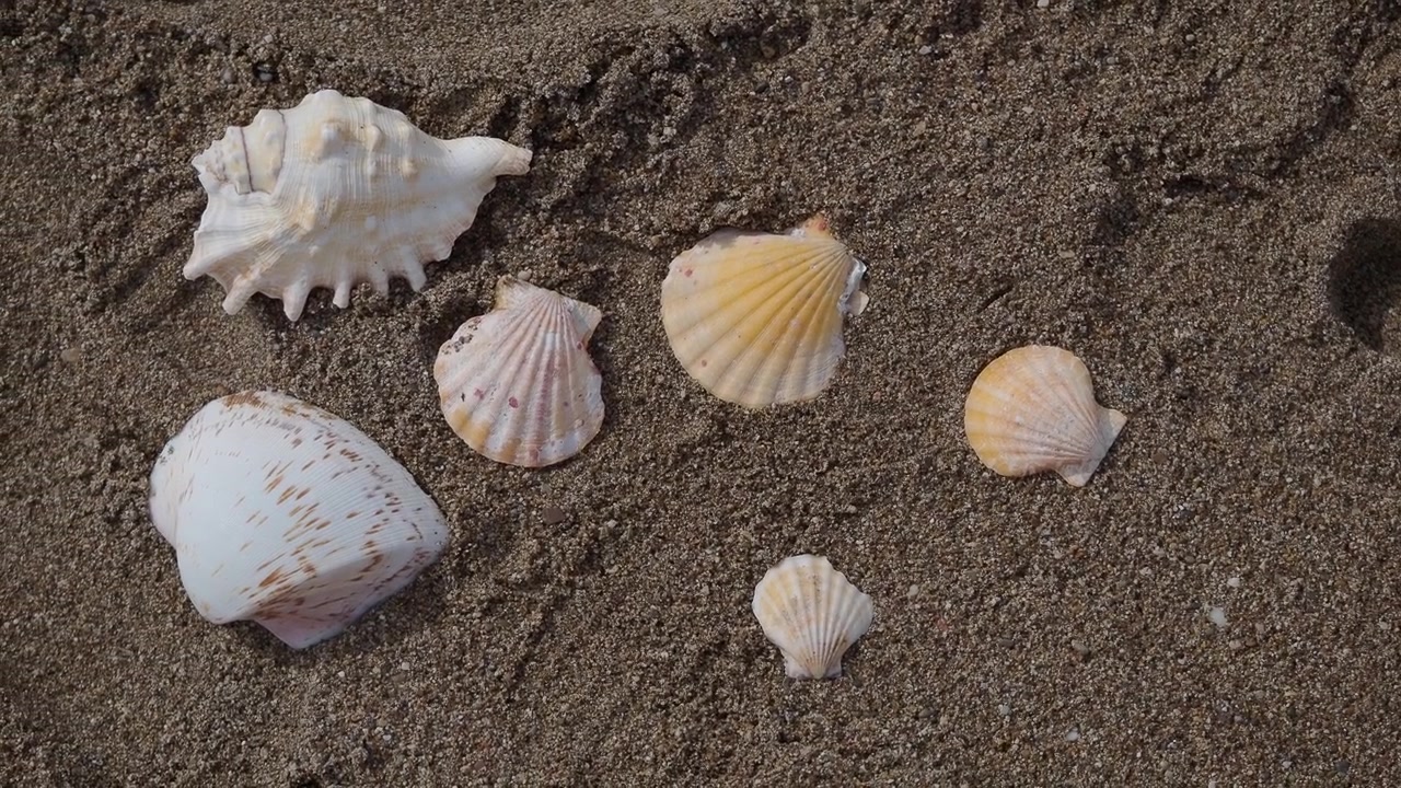Various Seashells and a Conch Shell on Sandy Beach