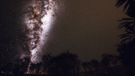 night shot with palm trees and milky way in background