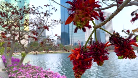 red flowers bloom near pond in urban bangkok park setting