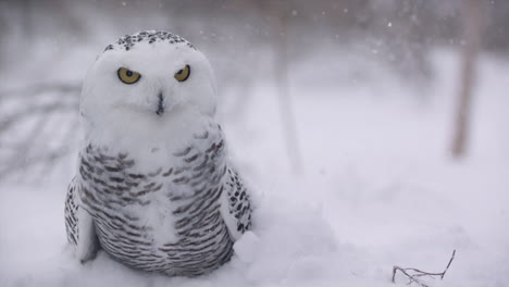 Kanadische-Tundra---Jagen-Raubvogel---Schneeeule