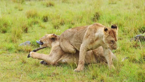 slow motion shot of playful young lion cubs play fighting, chasing each other across the plains of masai mara north conservancy, african wildlife in maasai mara national reserve, kenya