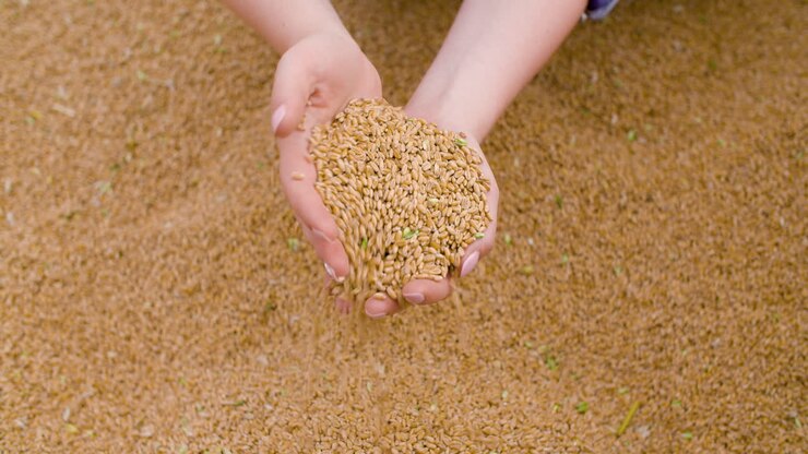 chicchi di grano nelle mani del contadino agricoltura 4