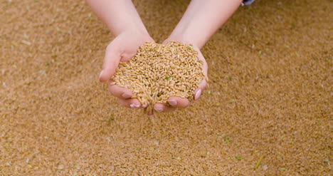 wheat grains in farmer hands agriculture 4