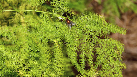 Bronze-colored-fly-sitting-on-a-an-Asparagus-Fern