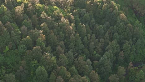 aerial view of dense trees of forest. rainforest vegetation.