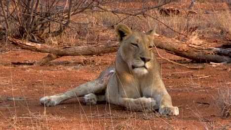 a smooth steady push in shot of this lioness, as she calls out to the pride