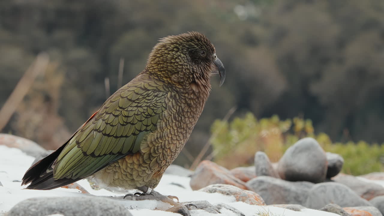 vista lateral del loro kea adulto en peligro de extinción parado sobre las rocas durante el invierno en fiordland, nueva zelanda