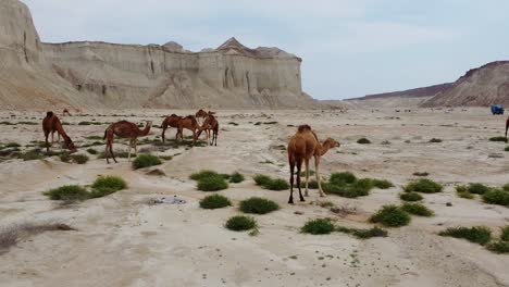 aerial shot fly over desert coastal climate landscape wonderful scenic shot of wind erosion cliff mountain rock tourist attraction accommodation traditional lodge resort camel riding tourism activity