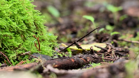 a mound of green moss, a fallen maritime pine trunk, blurred undergrowth in the background