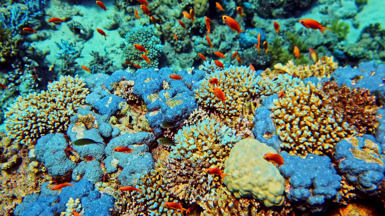 Vivace barriera corallina brulicante di pesci colorati che nuotano con eleganza