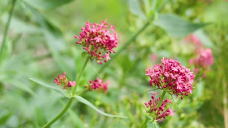 primer plano de las flores de valeriana roja en londres