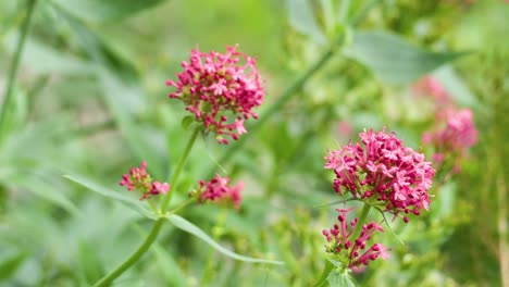 close-up of red valerian flowers in london