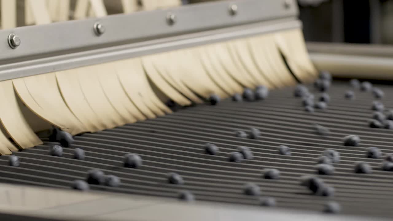 블루베리 가공 및 포장 공장