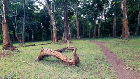 Dirt-path-going-into-forest,-fallen-tree-trunk-nearby