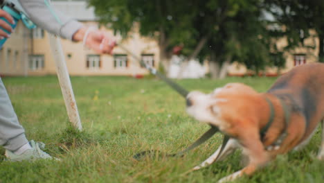 canine specialist holding tea cup with one hand tries to remove tether leash from german shepherd mouth during playful outdoor session on grassy field capturing lively moment of care training