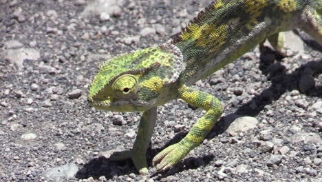 yellow-greenish chameleon on sandy ground