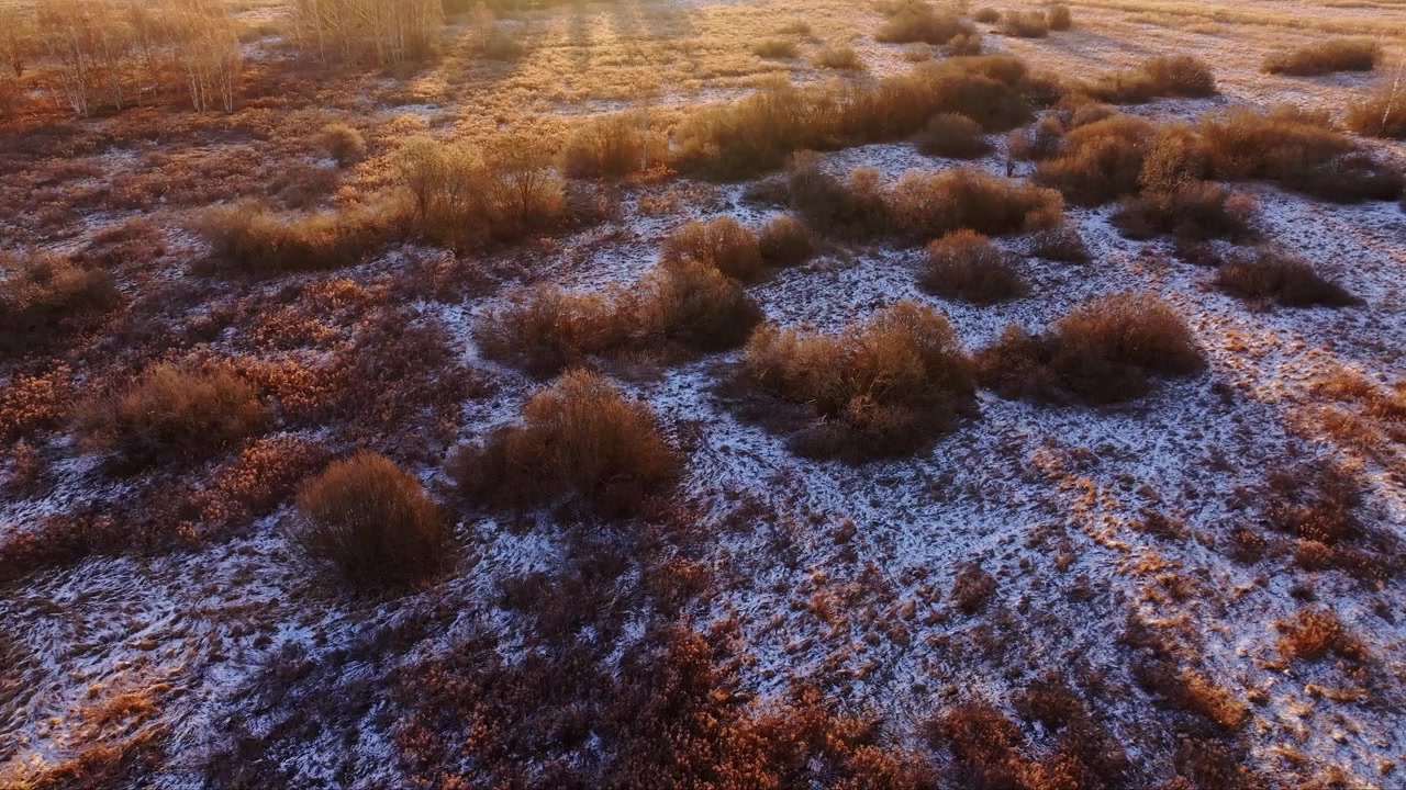 Lav drone svæver over frostklare lettiske marskgræsser i varmt tidligt morgenlys