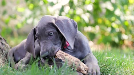 blue great dane puppy chewing on a stick in the tall green grass