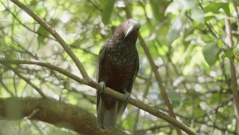 Kaka-New-Zealand-Parrot-Resting-On-The-Tree---Close-Up