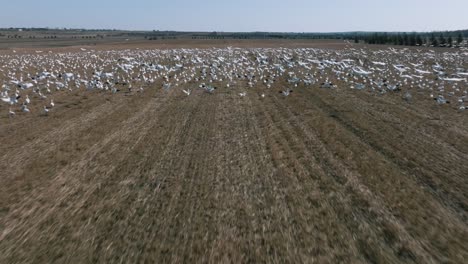 Schneeganswanderung---Schneegänse-Flogen-Auf-Dem-Feld-Davon,-Als-Die-Drohne-Vorbeiflog