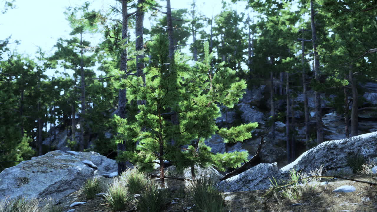Lush green pine trees amidst rocky terrain in a serene forest setting