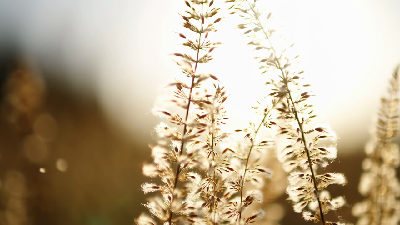 Golden Backlit Grass Swaying In Sunlight, Softfocus Meadow At Sunrise Closeup Of Delicate Seed Heads Glowing