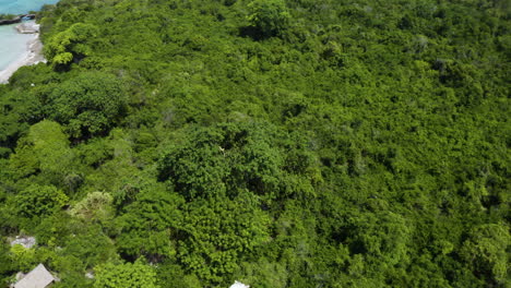 Baobab-Baum-Im-Regenwald-Der-Insel-Kwale-An-Der-Meeresküste-Von-Sansibar