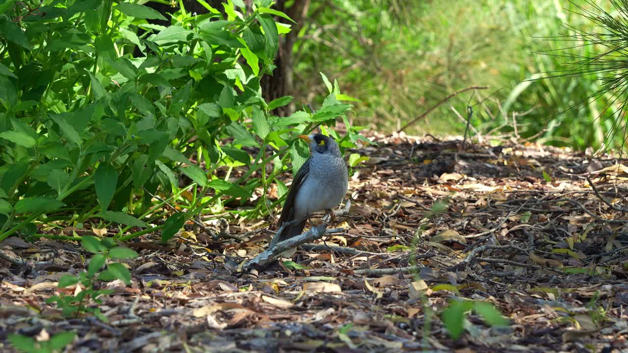 mineros salvajes y ruidosos, manorina melanocephala saltando desde el suelo del bosque, tratando de llegar a la cima de un arbusto, en busca de plantas con flores