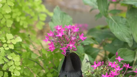 male scarlet mormon butterfly working on pink flower and beating wings in slow motion - flowing river stream in background during sunny day in nature