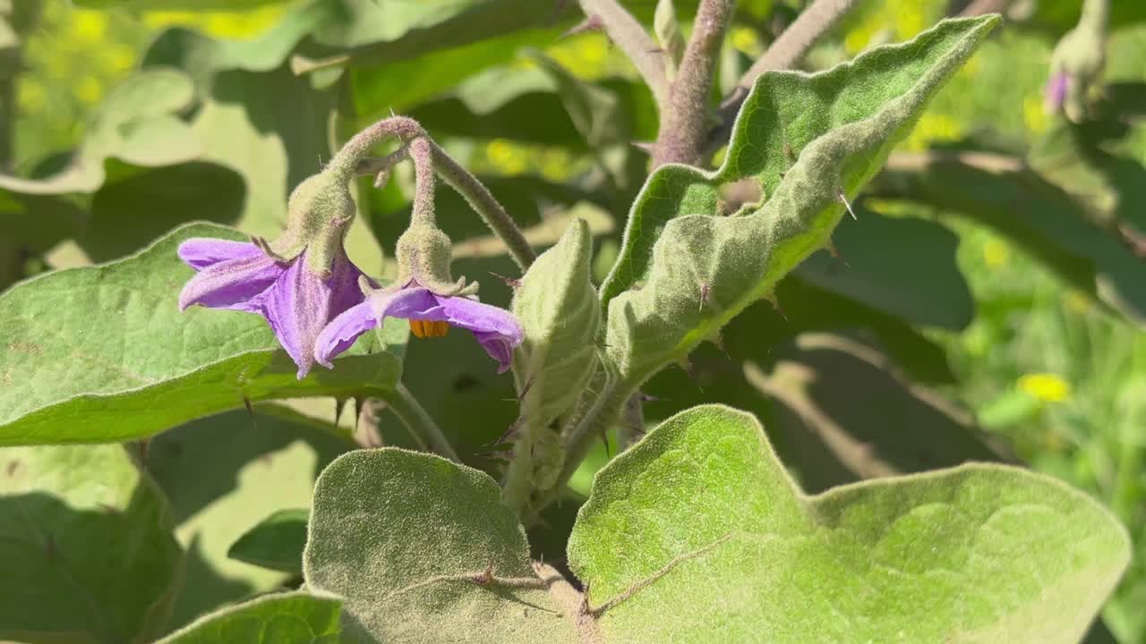 purple flower of eggplant brinjal or baigan plant