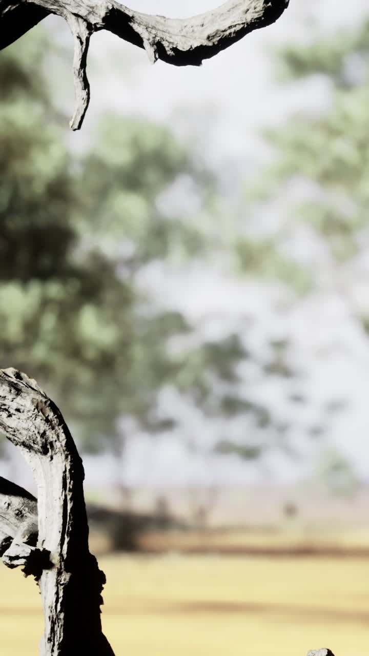 Twisted tree branch forms an artistic frame in the serene outdoor landscape