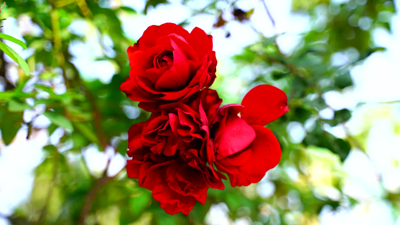 太陽に照らされた庭の花-19
