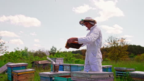 apiarist checks the honey frames staring attentively at them. bees flying around apiary. nature backdrop in blur.