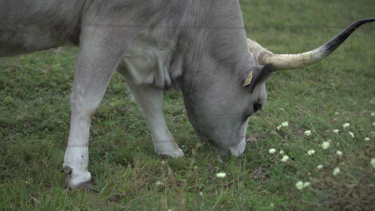 ganado gris comiendo hierba verde