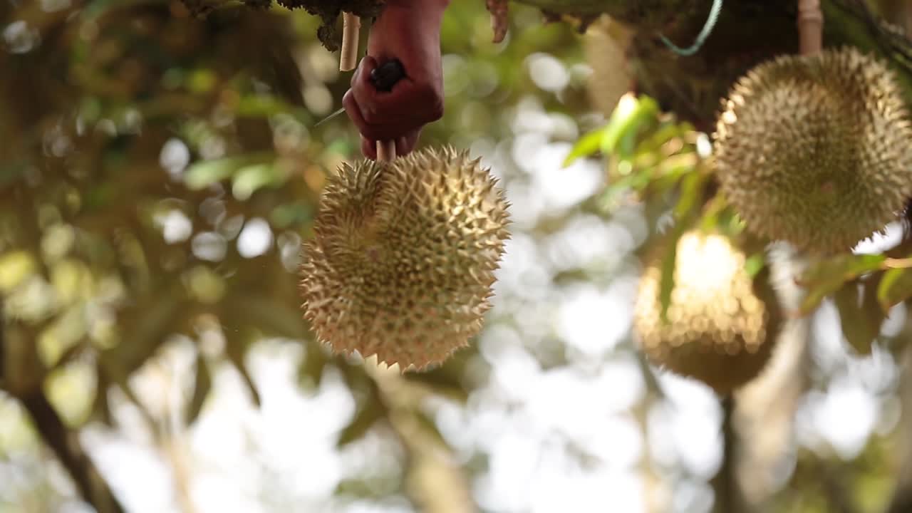 Close Up Footage of Golden and Beautiful Durian Crop, The King Of Fruit
