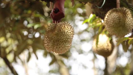 Close-Up-Footage-of-Golden-and-Beautiful-Durian-Crop,-The-King-Of-Fruit