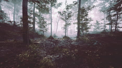 Panoramablick-Auf-Den-Majestätischen-Immergrünen-Wald-Im-Morgennebel