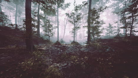 panoramic view of the majestic evergreen forest in a morning fog