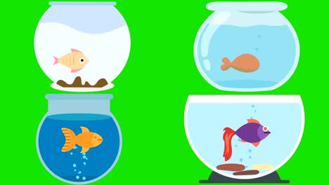 cartoon fish bowls with fish on a green screen