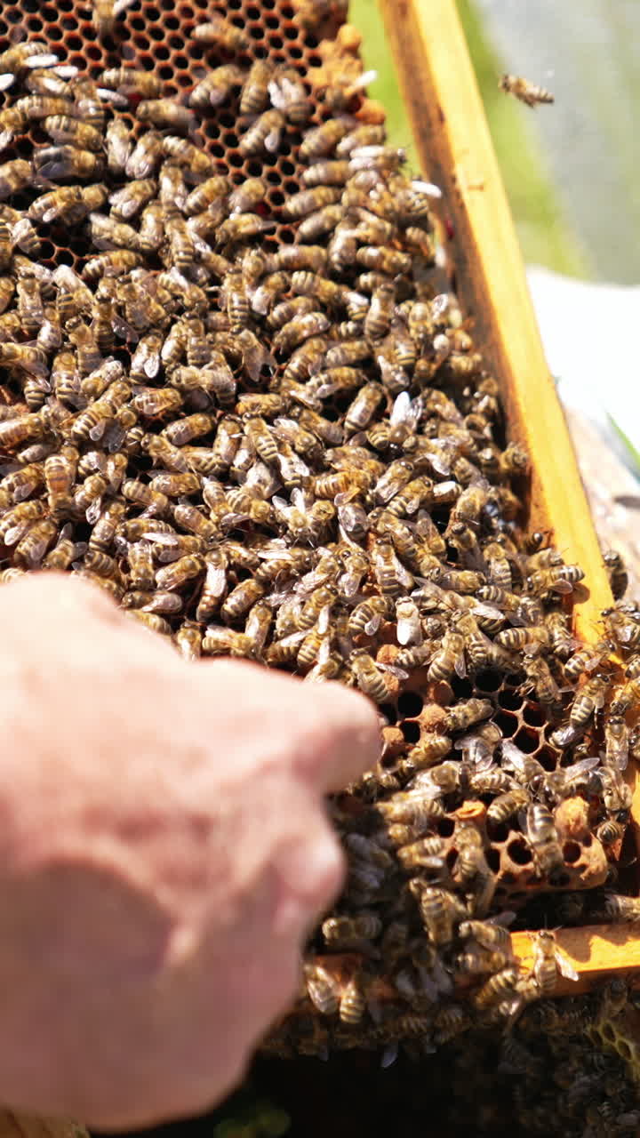 Man's bare hand touches bees crawling by the frame. Fearless apiarist used to bee stings. Close up. Vertical video