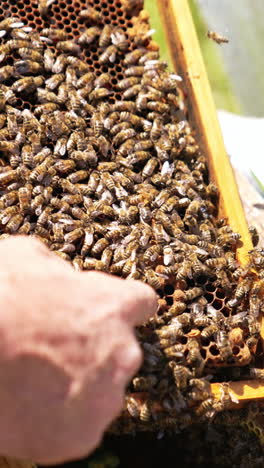 man's bare hand touches bees crawling by the frame. fearless apiarist used to bee stings. close up. vertical video