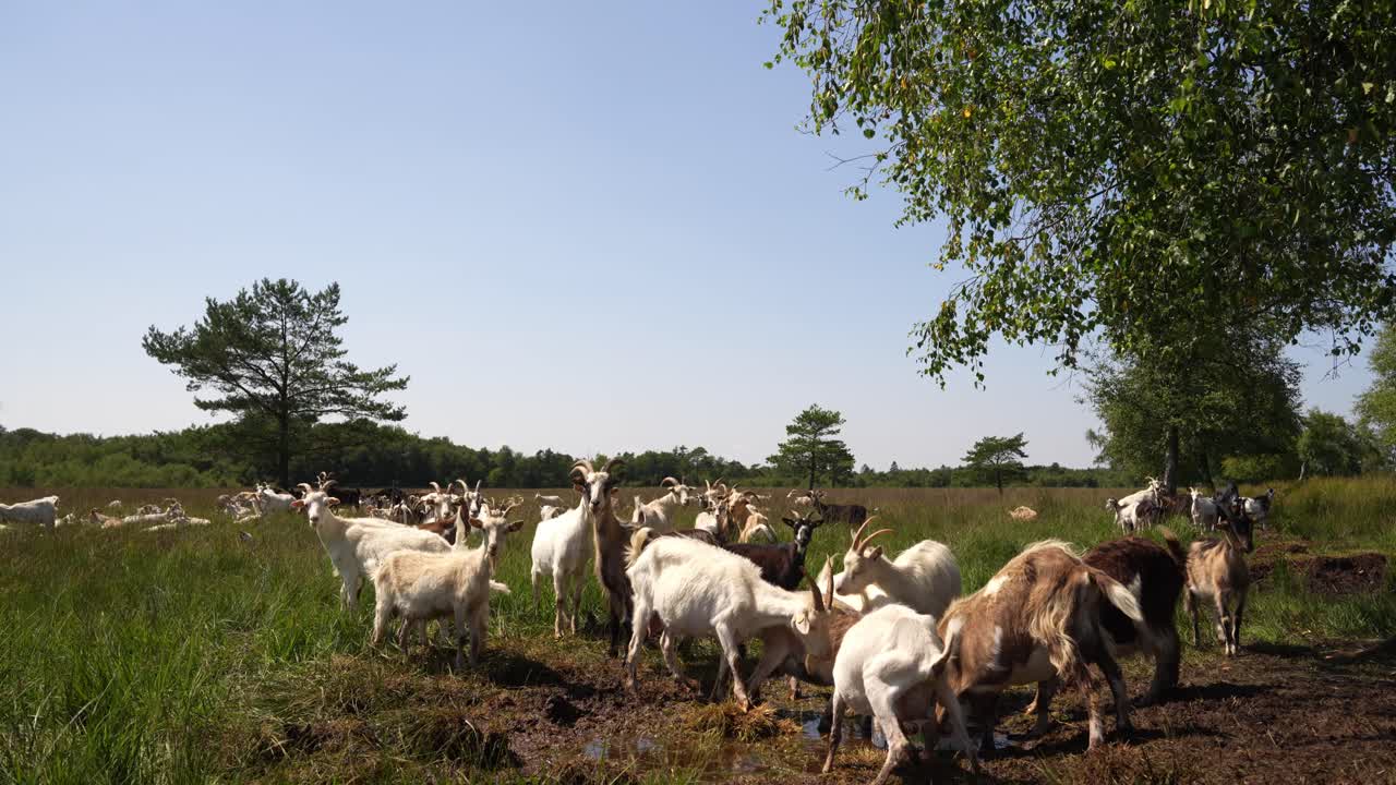 덴마크 의 울창 한 초록 들판 에서 먹고 모이는 염소 들 의 사진