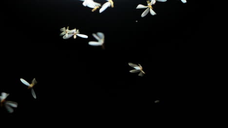 Zeitlupe-Eines-Fliegenden-Termitenschwarms-Auf-Schwarzem-Hintergrund